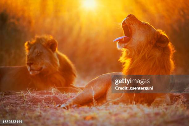 two male lions (panthera leo) at sunset - 津巴布韋 個照片及圖片檔