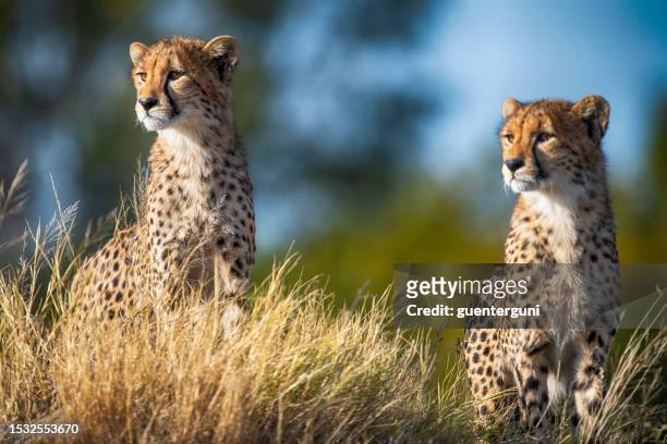 portrait of two juvenile cheetahs (acinonyx jubatus) - luipaardprint stockfoto's en -beelden