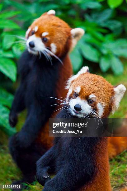 Little red panda, endangered species