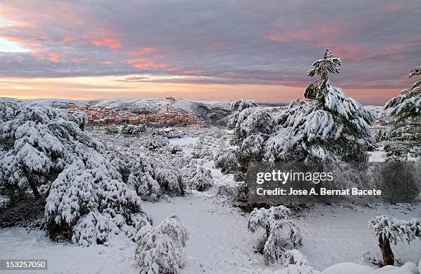 snow coverd trees - snow coverd stock pictures, royalty-free photos & images