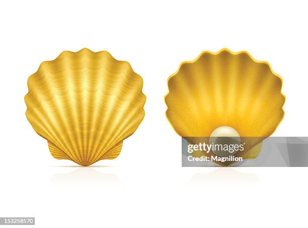 two shells on white background - pearl jewellery stock illustrations