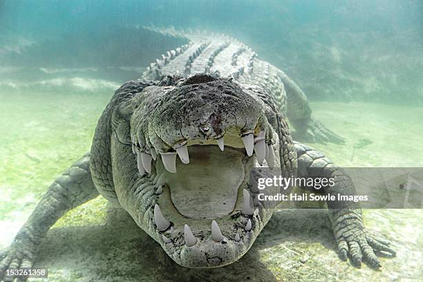 austrailian sea crocodile - crocodile marin d'australie photos et images de collection