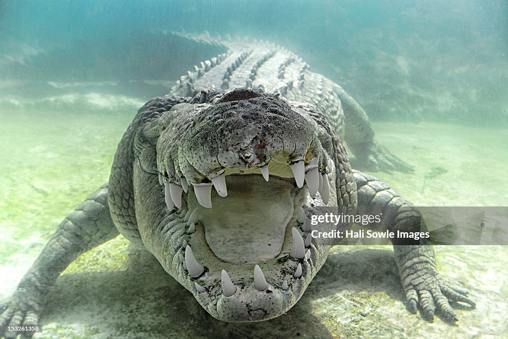 Austrailian Sea Crocodile