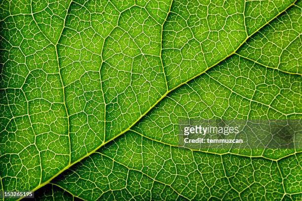 serie sale - leaf texture fotografías e imágenes de stock
