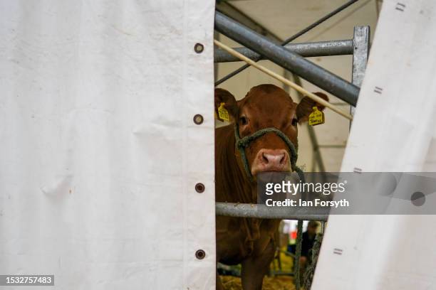 Calf looks out of a tent during the first day of the 164th Great Yorkshire Show on July 11, 2023 in Harrogate, England. Held at the Yorkshire...