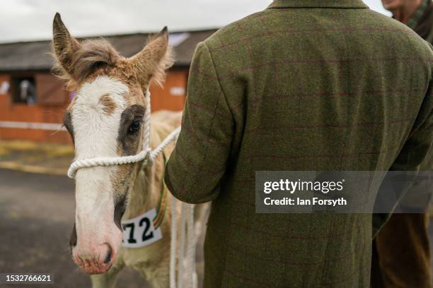 Foal waits to be led into the show ring during the first day of the 164th Great Yorkshire Show on July 11, 2023 in Harrogate, England. Held at the...