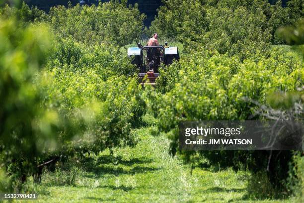 Farmer drives a tractor through the barren peach tree orchard at the Gregg Farms in Concord, Georgia, on July 12 after Pike County's peach crop...