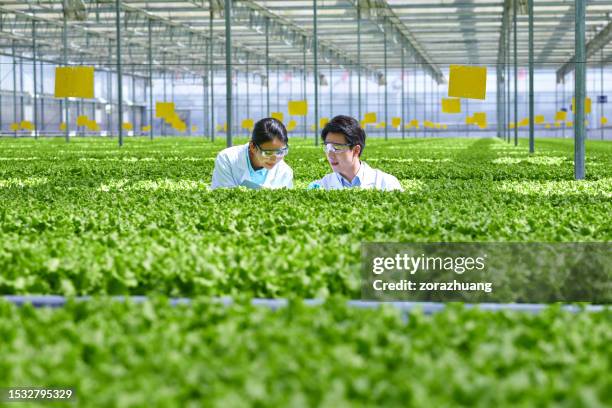 deux jeunes chercheurs asiatiques examinent une plante dans une serre de légumes - botaniste photos et images de collection