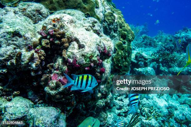 Sergeant Major fish swim around a coral reef in Key West, Florida on July 14, 2023. The coral reef, the largest in the continental US, is considered...