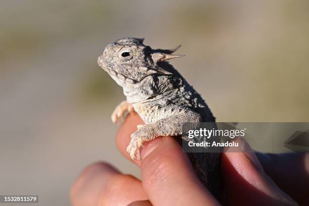 Flat-tail horned lizard is found near the Devil's Cornfield which is released to the same area in Death Valley, California, United States on July 9,...