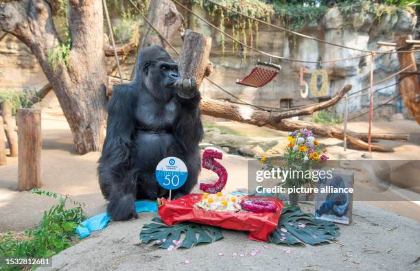 July 2023, Mecklenburg-Western Pomerania, Rostock: Gorilla Assumbo eats his birthday cake in the Darwineum of the Rostock Zoo. The gorilla ape turns...