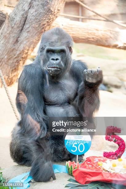 July 2023, Mecklenburg-Western Pomerania, Rostock: Gorilla Assumbo eats his birthday cake in the Darwineum of the Rostock Zoo. The gorilla ape turns...