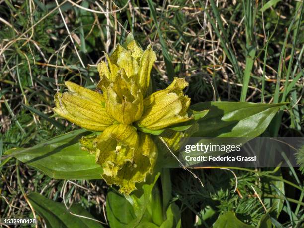 spotted gentian or dotted gentian (gentiana punctata) flowering near splügen pass - viamala stock pictures, royalty-free photos & images