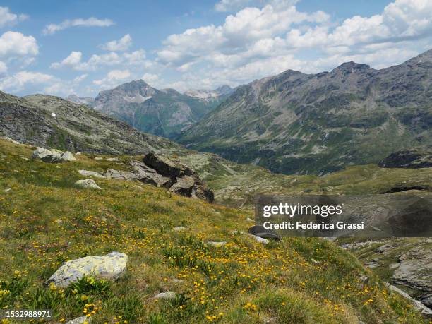 dandelion and spotted gentian or dotted gentian (gentiana punctata) flowering on alpine pasture near pass da suretta - viamala stock pictures, royalty-free photos & images