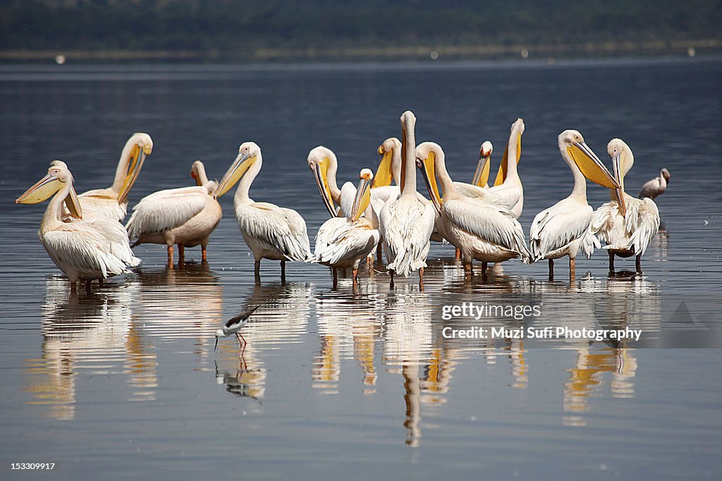 Pelicans