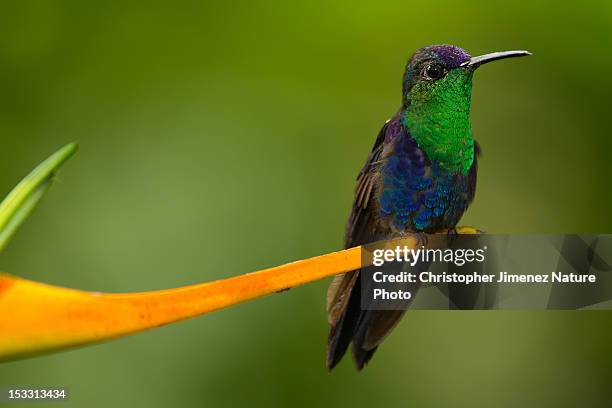 violet-crowned woodnymph female - thalurania colombica imagens e fotografias de stock