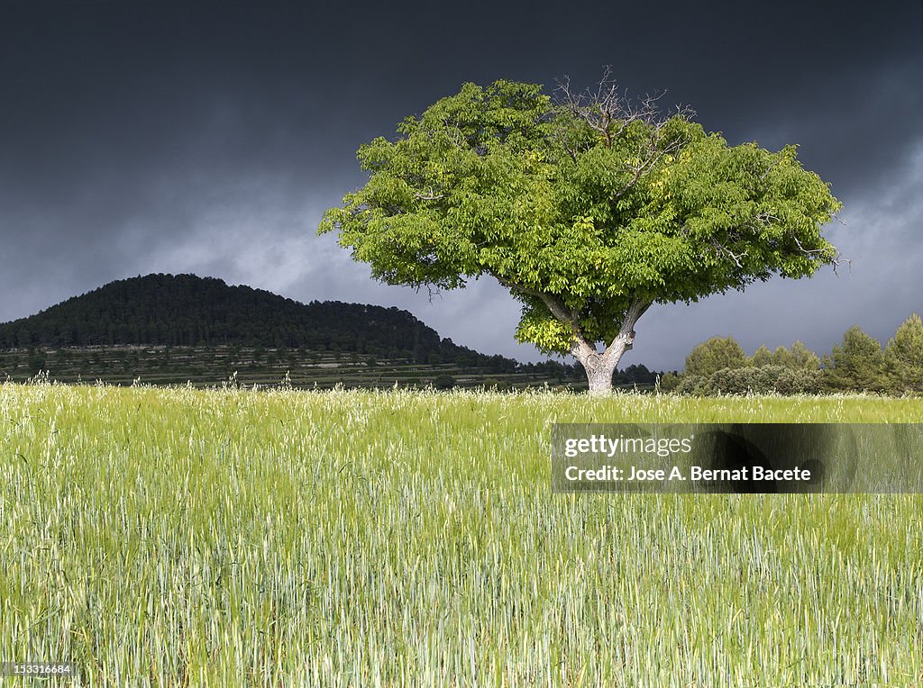 Tree in field