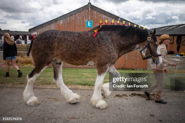 Woman leads her heavy horse from the stables during the first day of the 164th Great Yorkshire Show on July 11, 2023 in Harrogate, England. Held at...