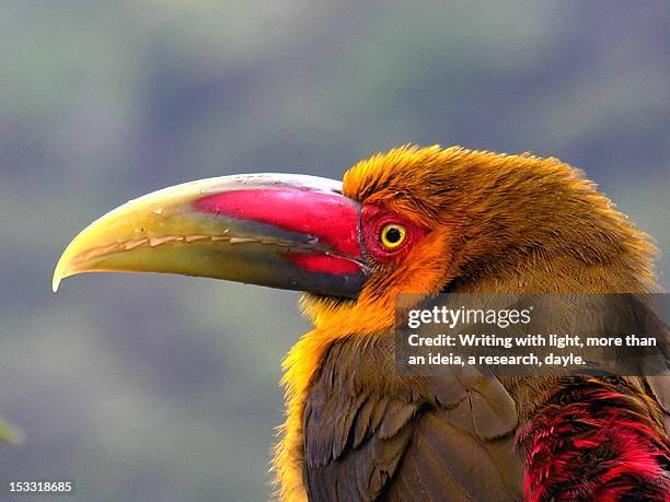 aracari - ideia stock pictures, royalty-free photos & images