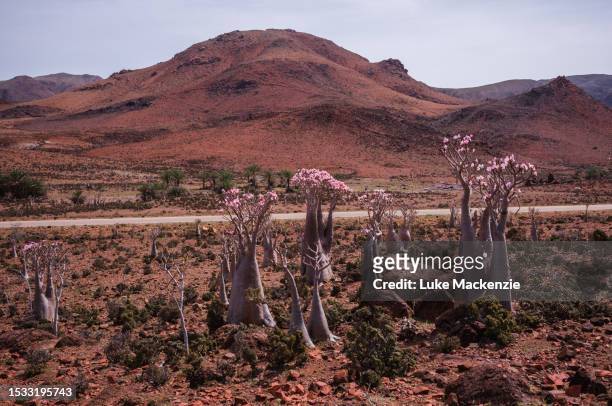 bunch of socotra desert rose tree - desert rose socotra stock pictures, royalty-free photos & images