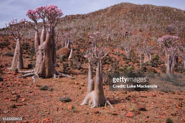mountain of socotra desert rose tree - desert rose socotra stock pictures, royalty-free photos & images