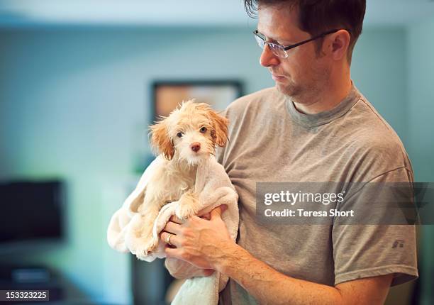 man holding wet puppy after bath - envuelto en una toalla fotografías e imágenes de stock