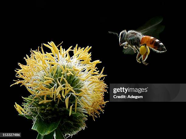 western honey bee - honey bee and flower stock pictures, royalty-free photos & images