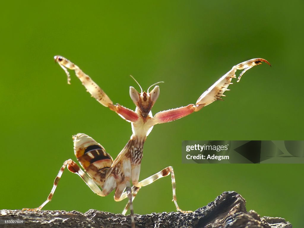 Creobroter mantis