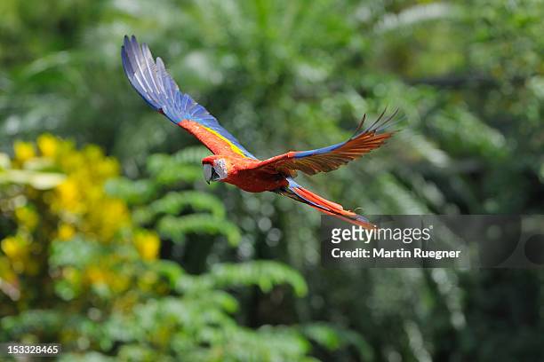 scarlet macaw (ara macao) in flight. - bay islands stock pictures, royalty-free photos & images