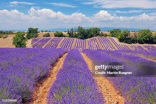 lavender (lavendula angustifolia) field. - alpes da alta provença imagens e fotografias de stock