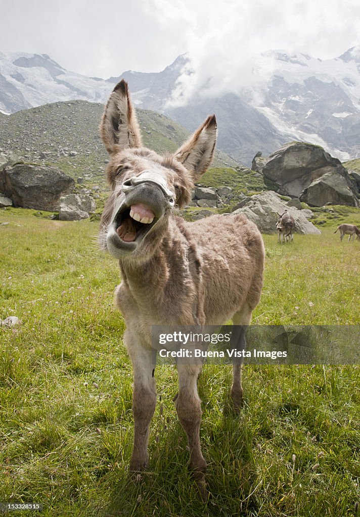 Donkey braying