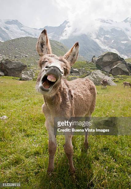 donkey braying - donkey stock-fotos und bilder