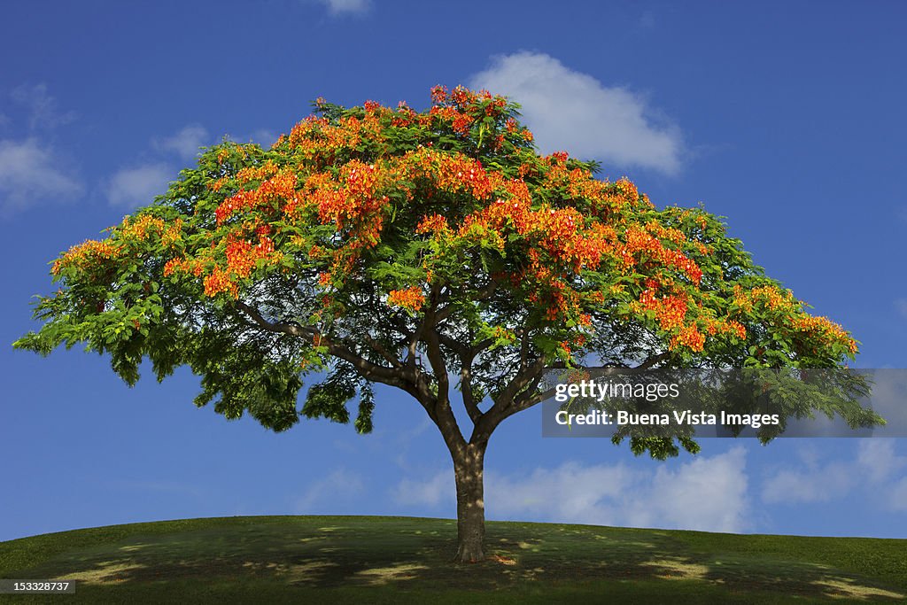 Flamboyant tree against blue sky
