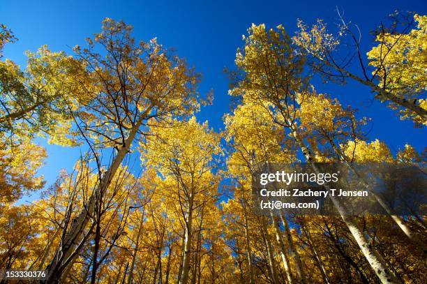 quaking aspens in autumn - alta utah stock pictures, royalty-free photos & images