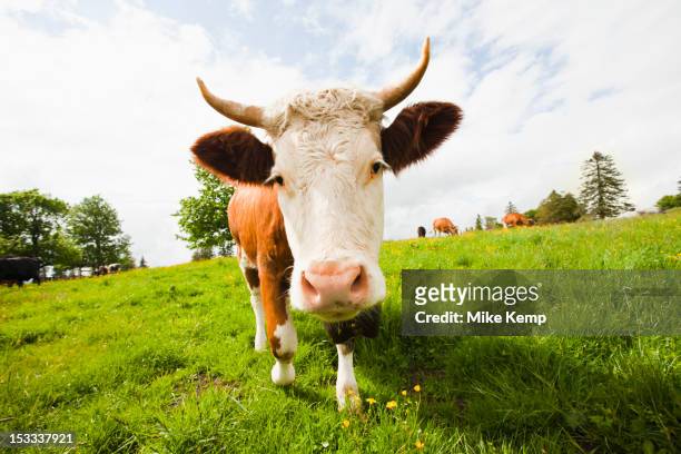 cow standing in field - cow stock-fotos und bilder