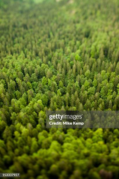 Trees In Forest High-Res Stock Photo