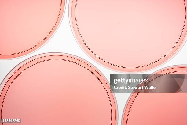 four petri dishes with pink liquid - artigos-de-vidro-de-laboratório - fotografias e filmes do acervo