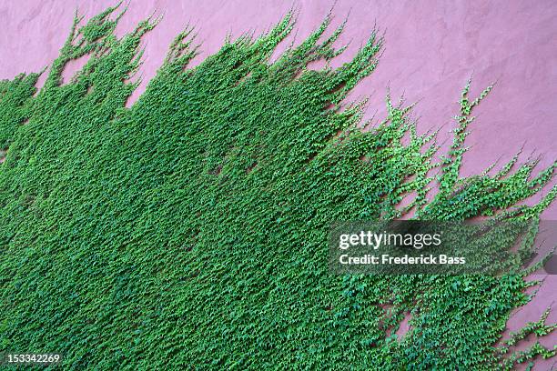 ivy climbing up wall - english ivy stock pictures, royalty-free photos & images