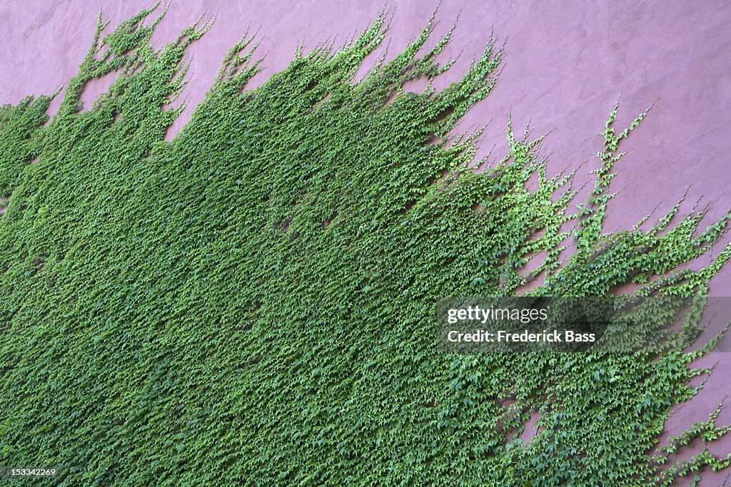 Ivy climbing up wall