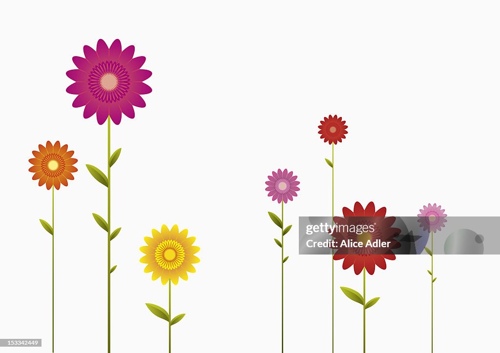 Various colors and sizes of Gerbera Daisies in a row