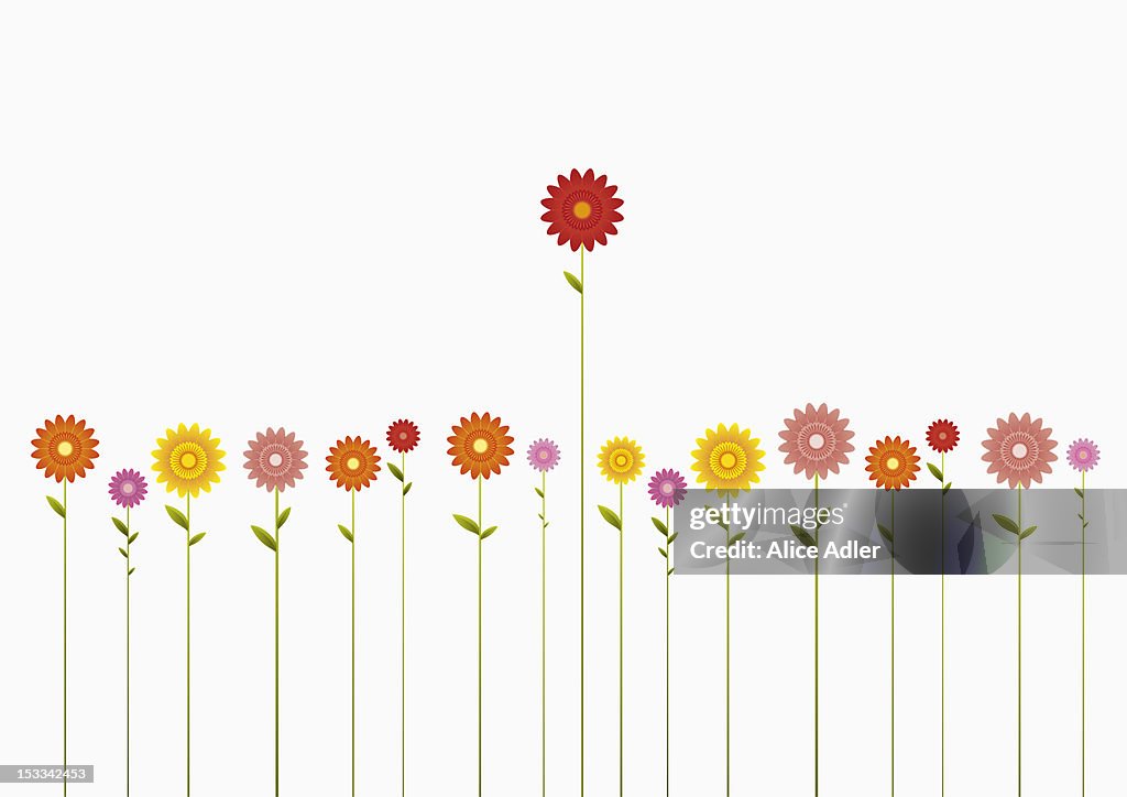 A row of various colored Gerbera Daisies and one towering above them