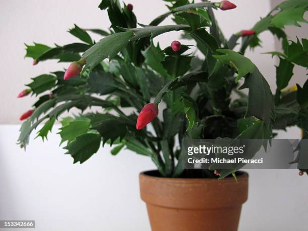 christmas cactus plant (schlumbergera) - cactus de navidad fotografías e imágenes de stock