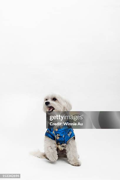 a maltipoo wearing a traditional chinese cheongsam - crazy white hair stock pictures, royalty-free photos & images