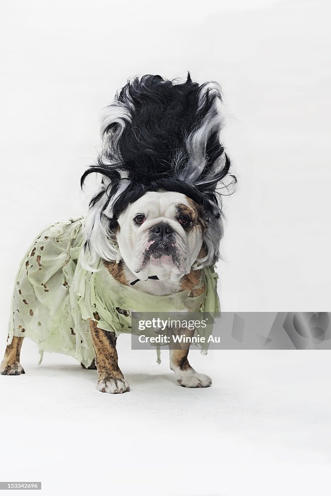An English Bulldog in costume as the bride of Frankenstein