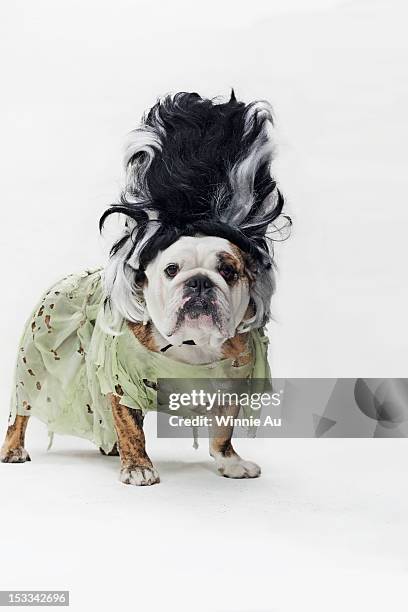 an english bulldog in costume as the bride of frankenstein - huisdierenkleding stockfoto's en -beelden