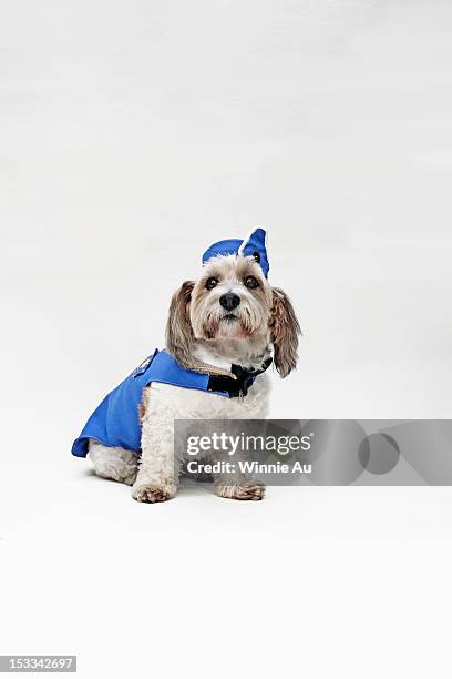 Stewardess stewardess dog clothes Stewardess stewardess dog clothes