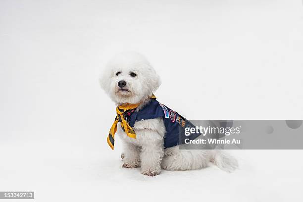 a bichon frise wearing a boy scout costume - großes halstuch stock-fotos und bilder