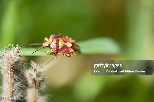 Phing Insect 129 Stink Bug Larvae Stock Photos, High-Res Pictures, and Images ...