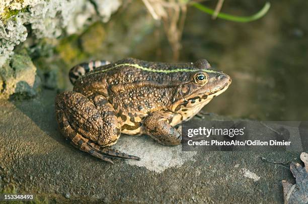 natterjack toad - calamita fotografías e imágenes de stock