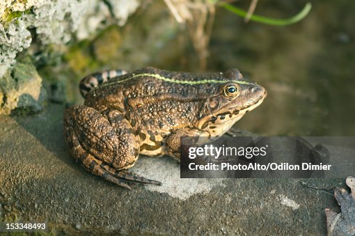 Natterjack toad Natterjack toad